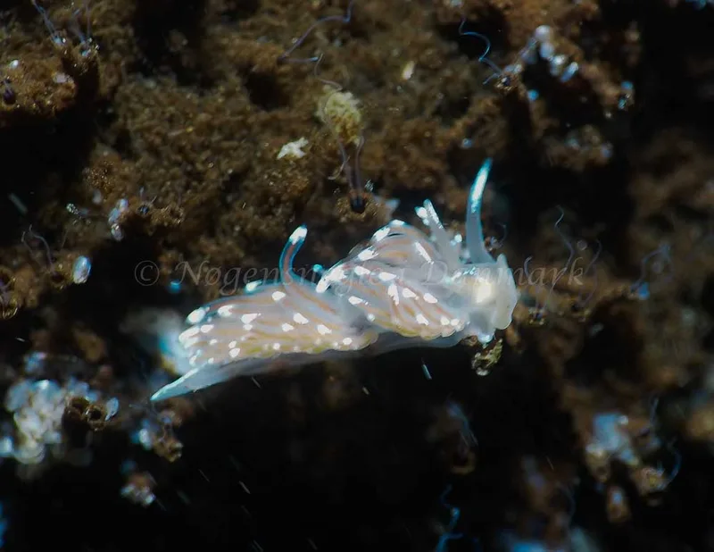 Facelina bostoniensis - Kollund Lillestrand - Foto: Jens Egon Jørgensen