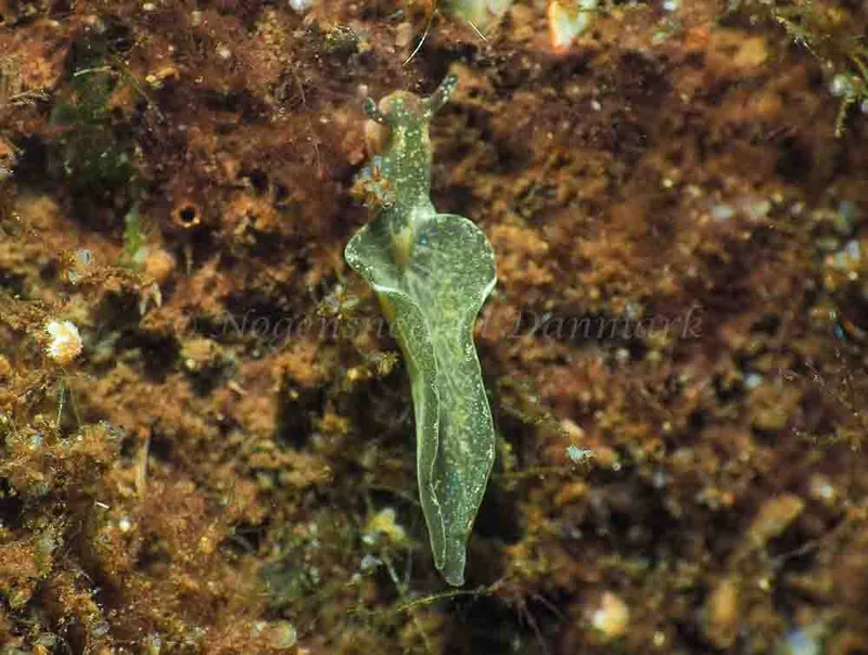 Elysia viridis - Kollund Mole - Foto: Jens Egon Jørgensen