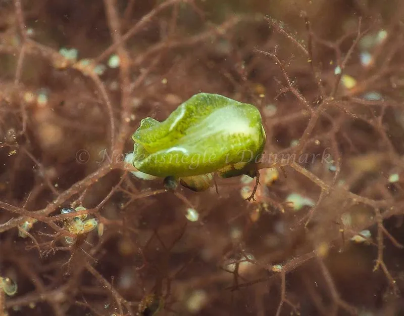 Elysia viridis - Kollund Mole - Foto: Jens Egon Jørgensen