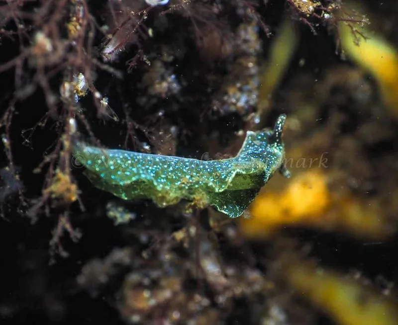 Elysia viridis - Kollund Mole - Foto: Jens Egon Jørgensen