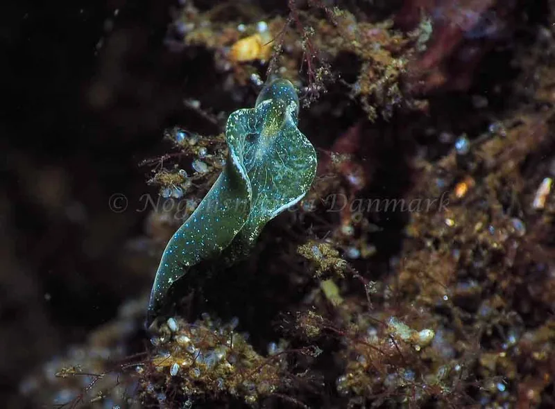 Elysia viridis - Kollund Mole - Foto: Jens Egon Jørgensen