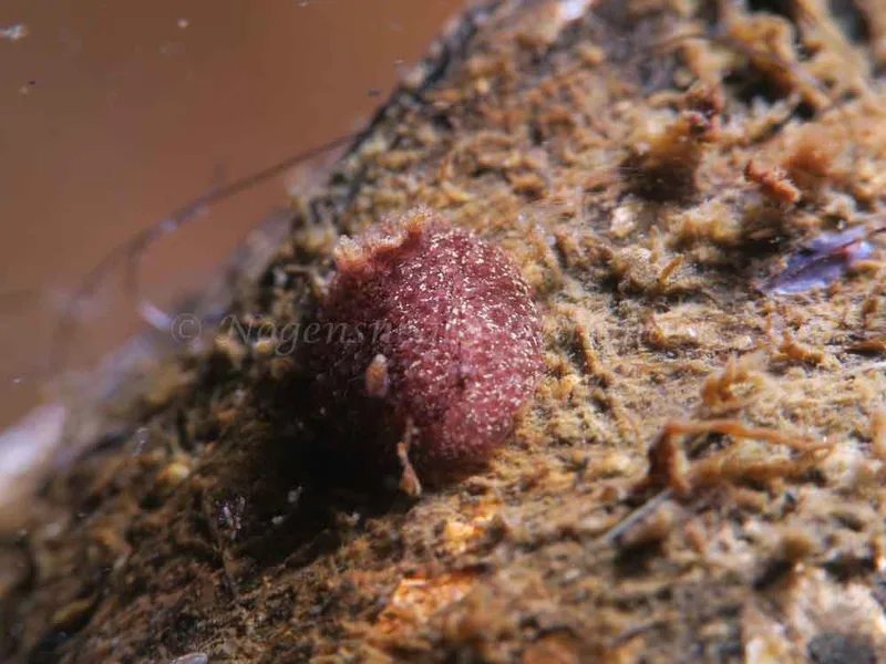 Acanthodoris pilosa - Ærøsundfærgen - Foto: HP Ølgaard