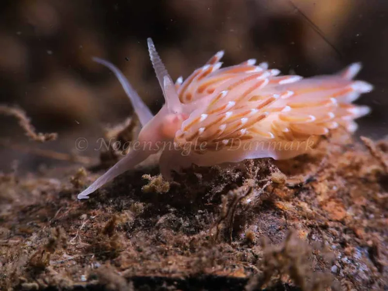 Facelina bostoniensis - Ærøsundfærgen - Foto: HP Ølgaard
