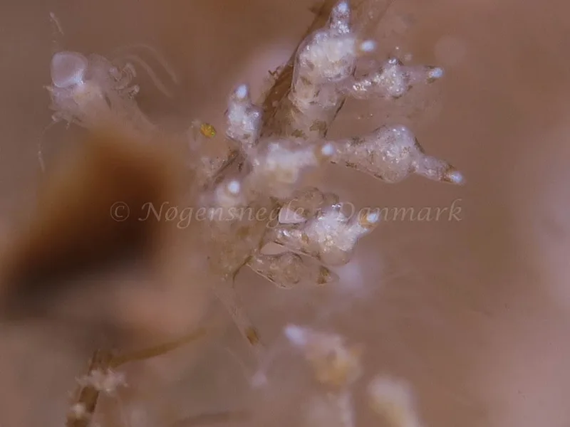 Eubranchus scintillans - Ærøsundfærgen - Foto: HP Ølgaard