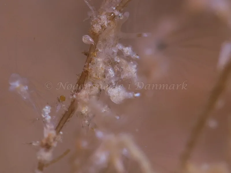 Eubranchus scintillans - Ærøsundfærgen - Foto: HP Ølgaard