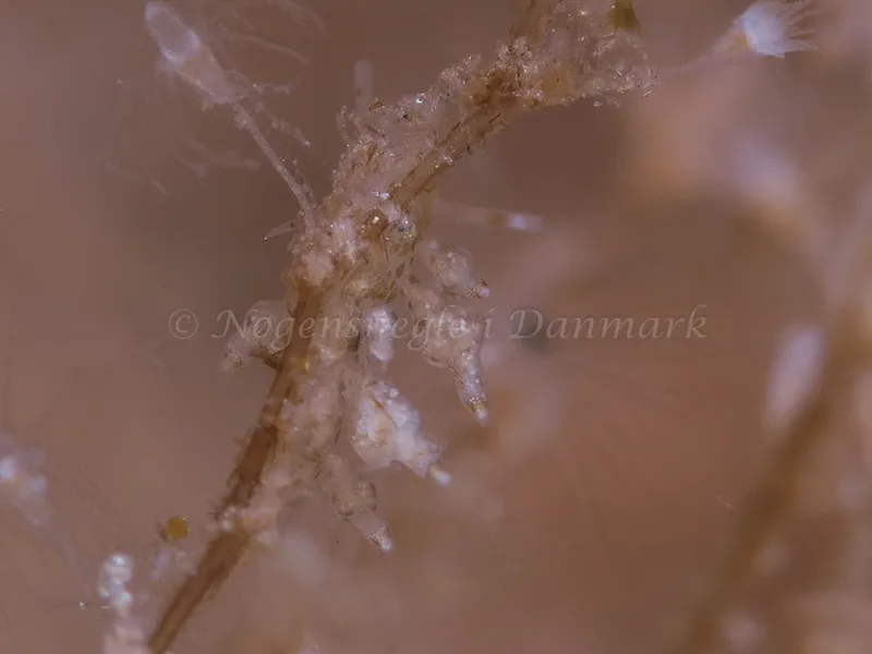 Eubranchus scintillans - Ærøsundfærgen - Foto: HP Ølgaard