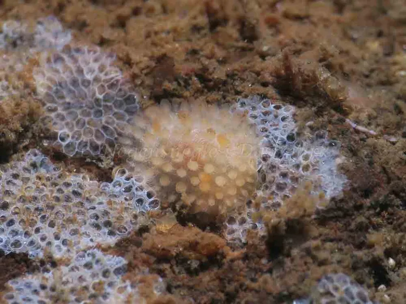 Adalaria proxima - Lyngsbo Strand - Foto: HP Ølgaard