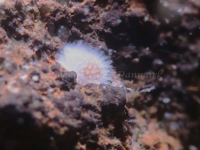 Onchidoris muricata - Lyngsbo Strand - Foto: HP Ølgaard