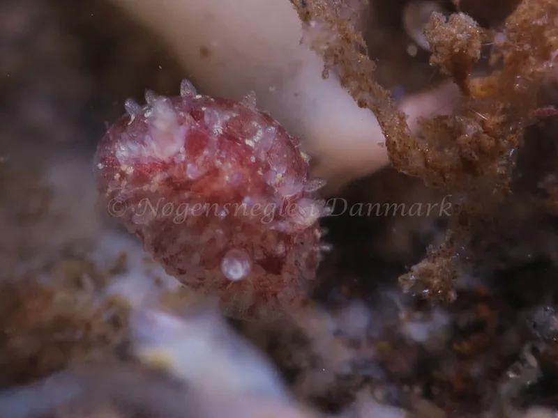 Acanthodoris pilosa - Lyngsbo Strand - Foto: HP Ølgaard