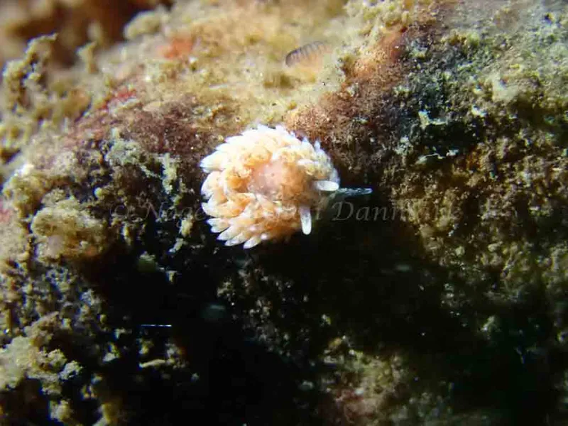Aeolidia papillosa - Ammoniakhavnen - Foto: Laurits Larsen