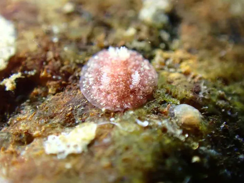 Acanthodoris pilosa - Ammoniakhavnen - Foto: Laurits Larsen