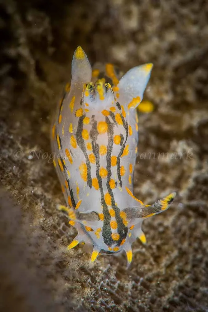 Polycera quadrilineata - Trykkerdammen - Foto: Henrik Gram