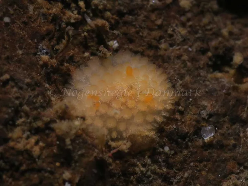 Adalaria proxima - Lyngsbo Strand - Foto: HP Ølgaard