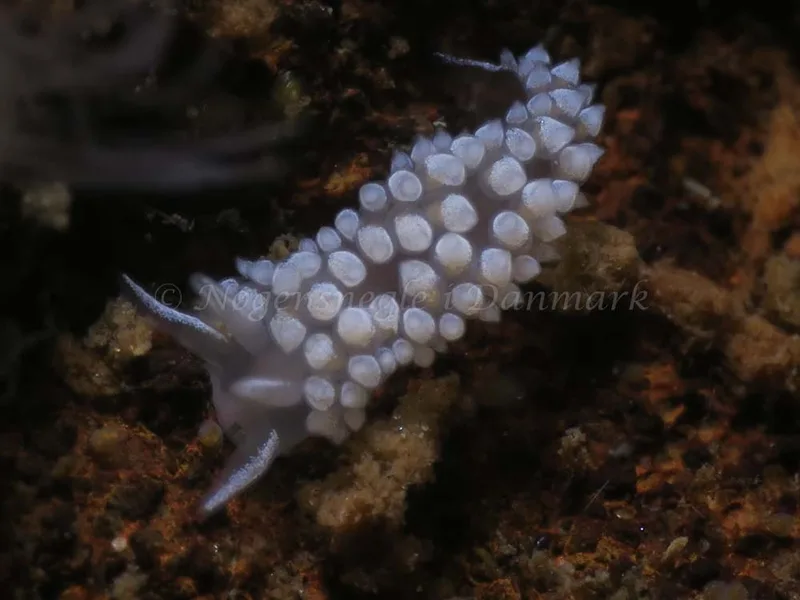 Coryphella verrucosa - Lyngsbo Strand - Foto: HP Ølgaard