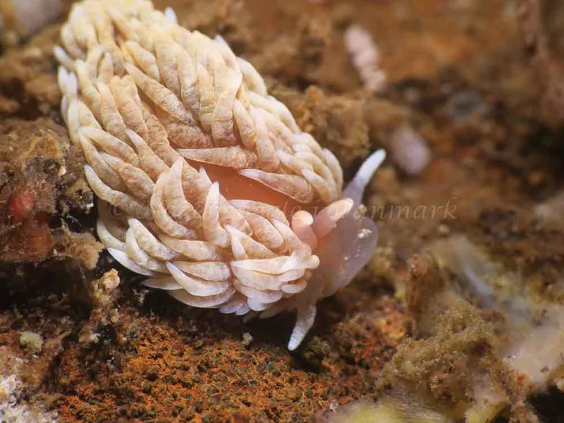Aeolidiella glauca - Lyngsbo Strand - Foto: HP Ølgaard