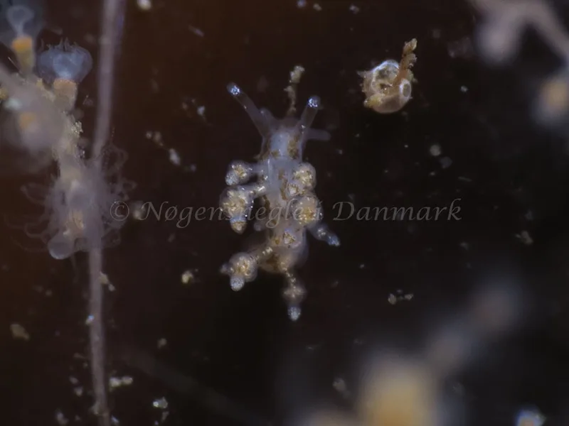 Eubranchus scintillans - Lyngsbo Strand - Foto: HP Ølgaard