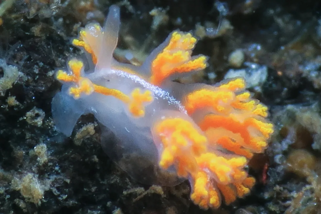 Hero formosa med semitransparent krop og orange, forgrenede rygudvækster.