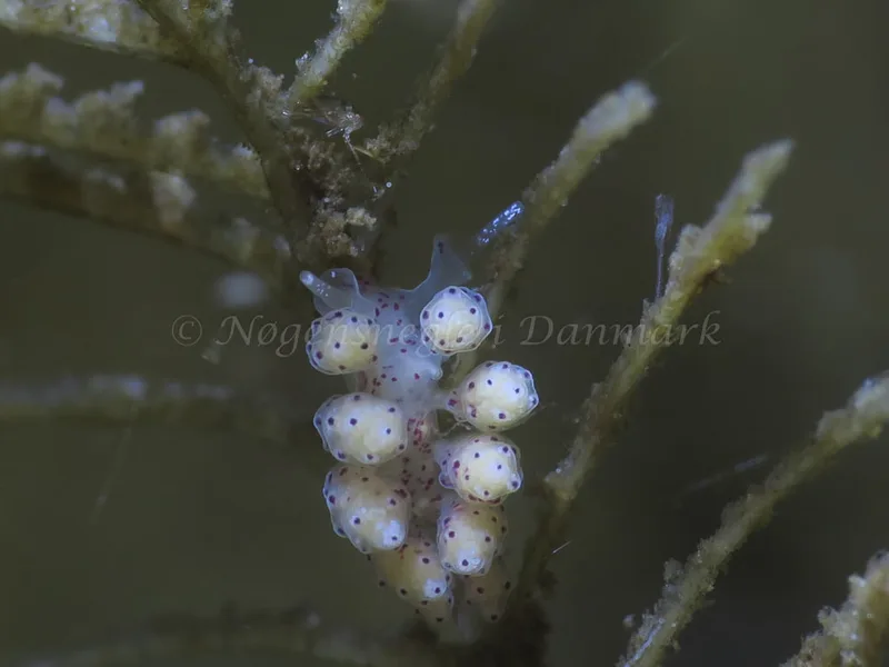 Doto coronata - Ammoniakhavne - Foto: HP Ølgaard