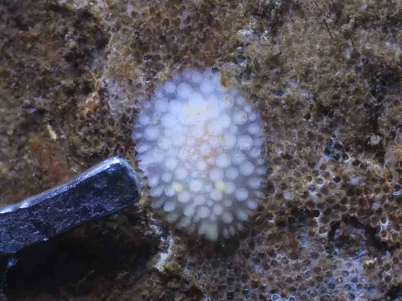 Onchidoris muricata observeret ved Ammoniakhavnen i Lillebælt