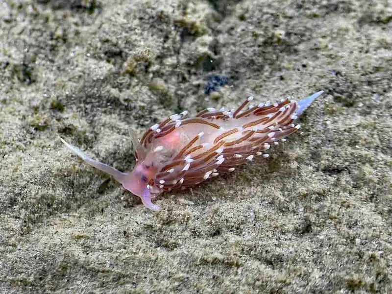 Facelina bostoniensis - Trykkerdammen - Foto: Thomas Blume