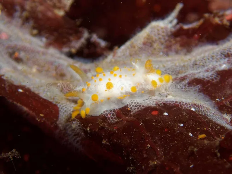 Limacia clavigera - Anders Martin (Vrag) - Foto: Kenneth Krull