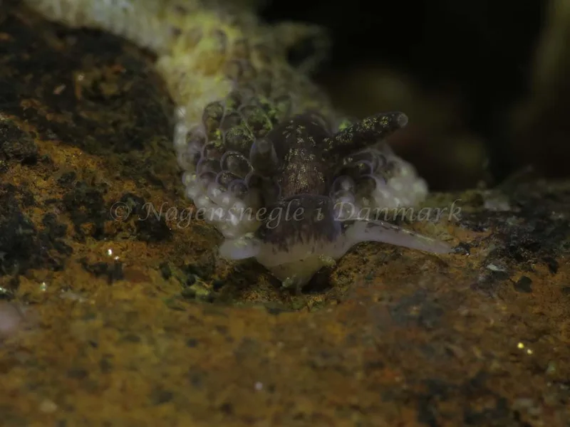 Aeolidia papillosa - Ammoniakhavnen - Foto: HP Ølgaard