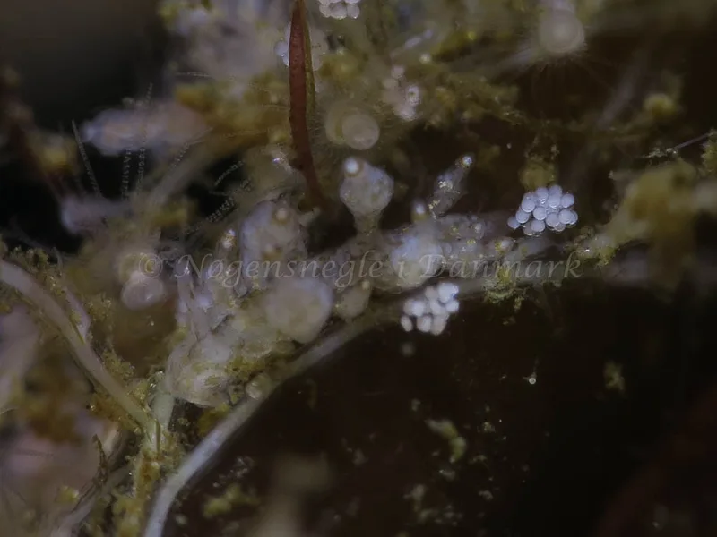 Eubranchus scintillans - Ammoniakhavnen - Foto: HP Ølgaard