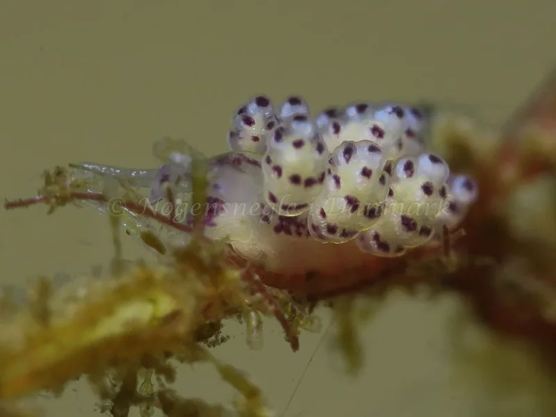 Doto coronata - Lyngs Odde - Foto: HP Ølgaard