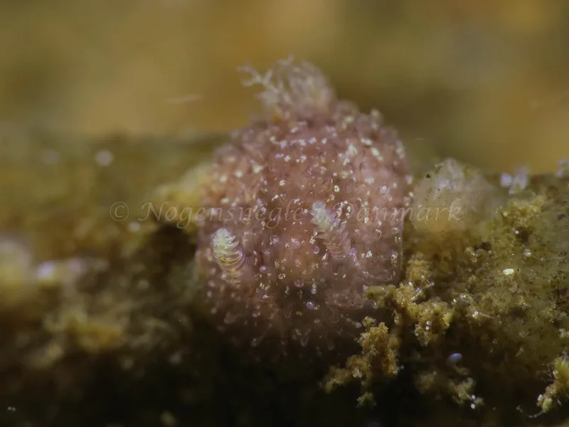 Acanthodoris pilosa - Ammoniakhavnen - Foto: HP Ølgaard