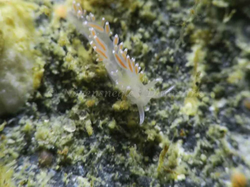 Coryphella verrucosa - Ammoniakhavnen - Foto: HP Ølgaard