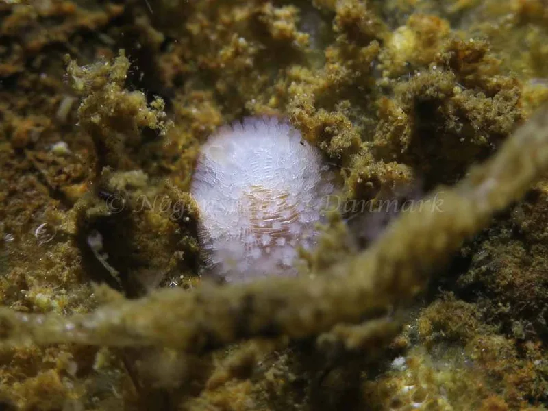 Onchidoris muricata - Ammoniakhavnen - Foto: HP Ølgaard