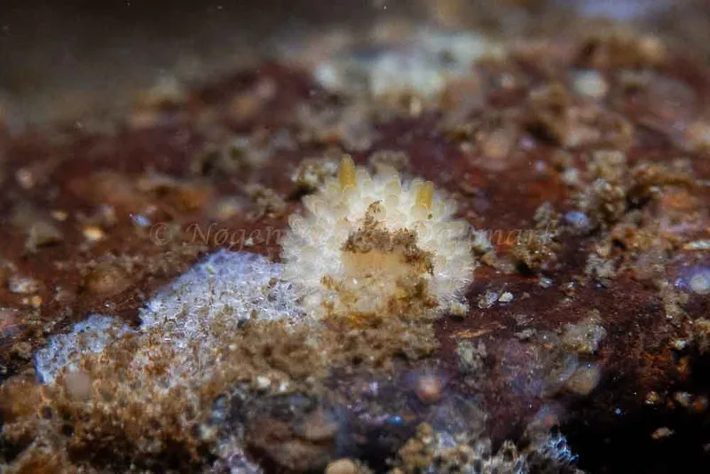 Adalaria proxima - Lyngs Odde - Foto: Kim Sørensen
