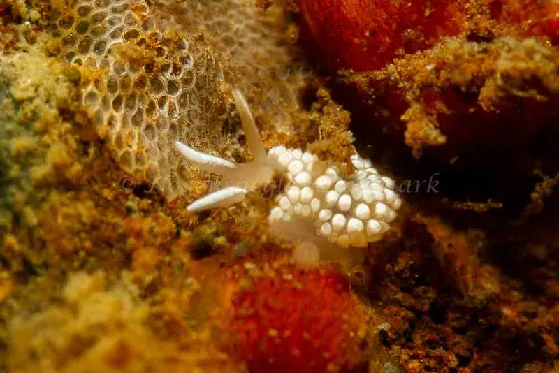 Coryphella verrucosa - Ammoniakhavnen - Foto: Kim Sørensen