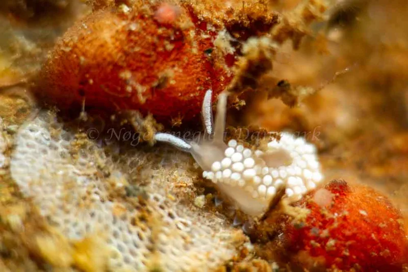 Coryphella verrucosa - Ammoniakhavnen - Foto: Kim Sørensen