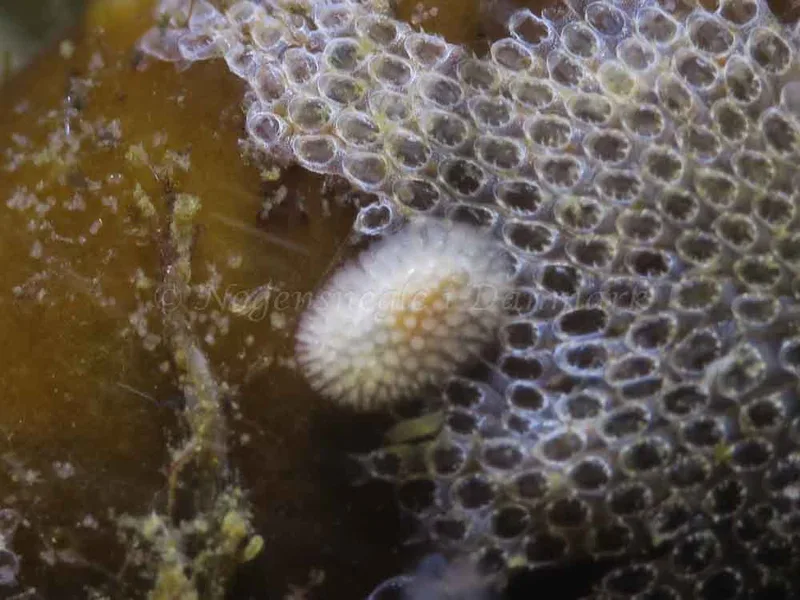 Onchidoris muricata - Knudshoved Færgehavn - Foto: HP Ølgaard