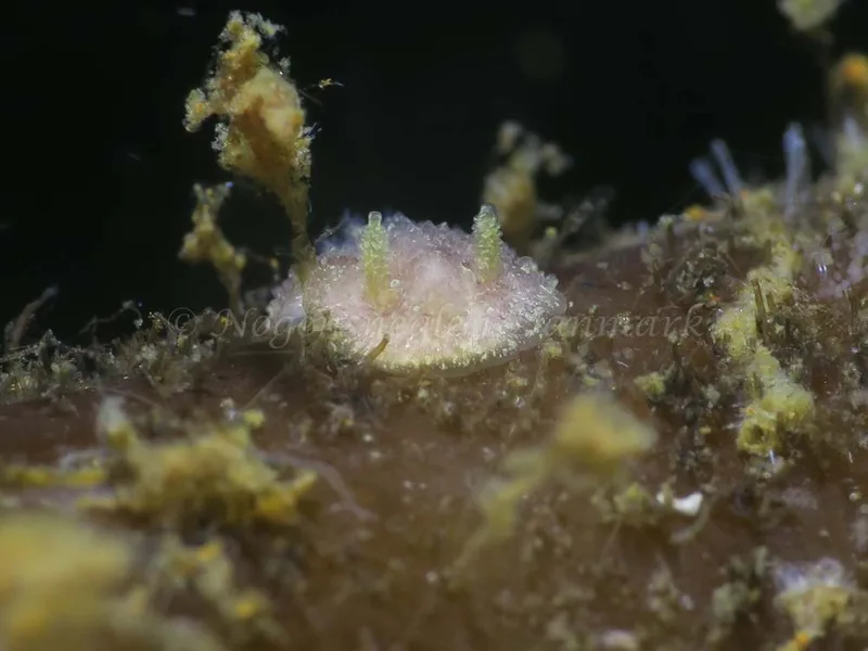 Acanthodoris pilosa - Knudshoved Færgehavn - Foto: HP Ølgaard