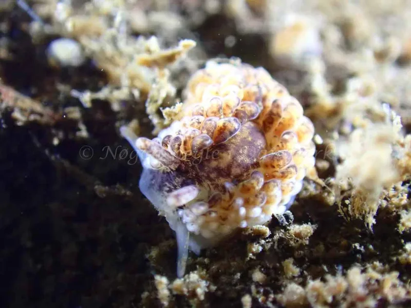 Aeolidia papillosa - Ammoniakhavnen - Foto: Laurits Larsen