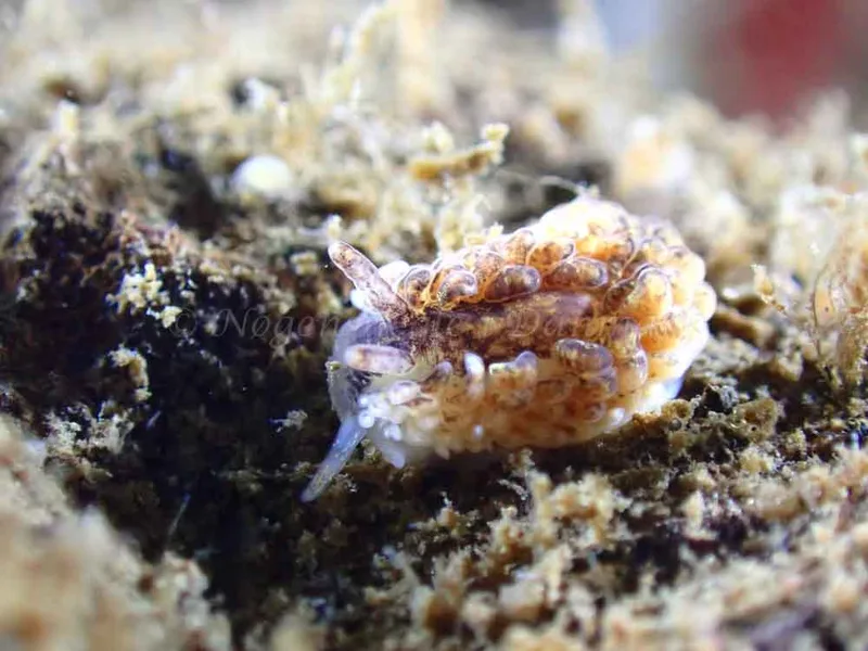Aeolidia papillosa - Ammoniakhavnen - Foto: Laurits Larsen