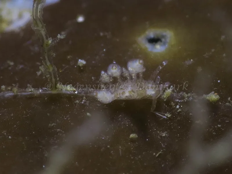 Eubranchus scintillans - 
 Lyngs Odde - Foto: HP Ølgaard