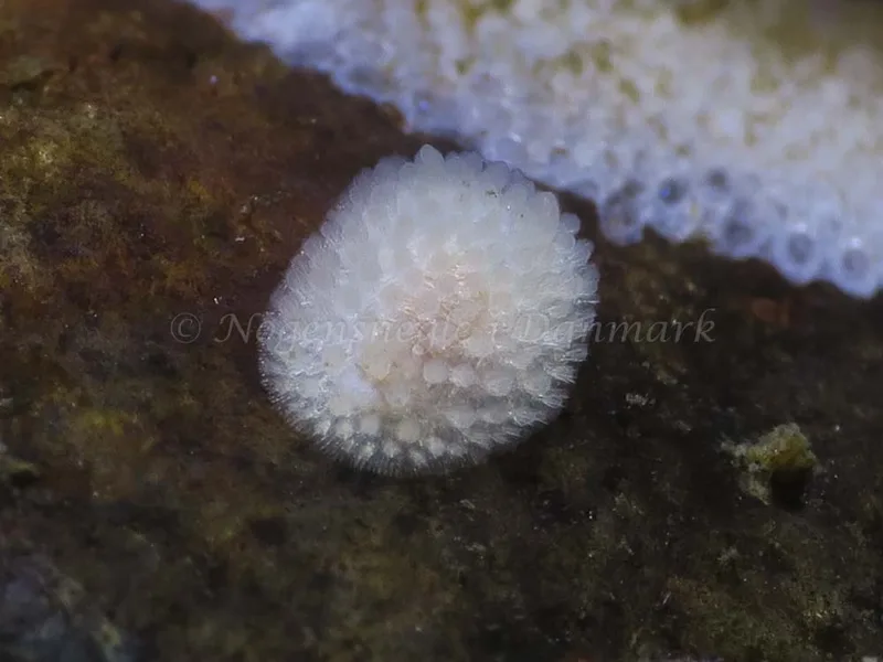 Onchidoris muricata - Lyngs Odde - Foto: HP Ølgaard