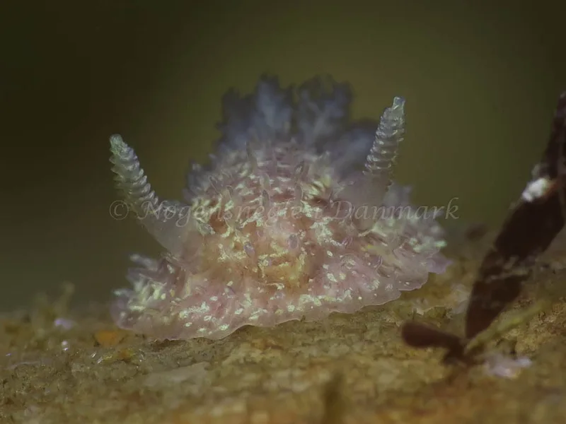 Acanthodoris pilosa - Lyngs Odde - Foto: HP Ølgaard