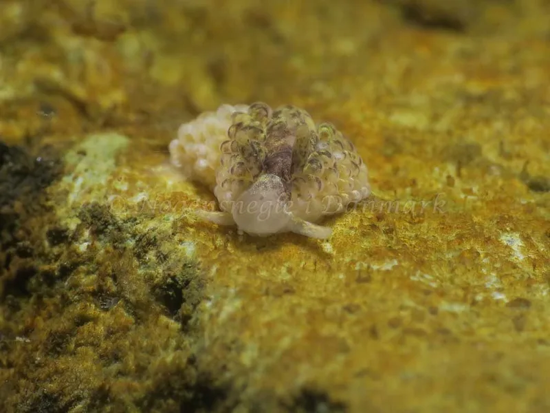 Aeolidia papillosa - Ammoniakhavnen - Foto: HP Ølgaard
