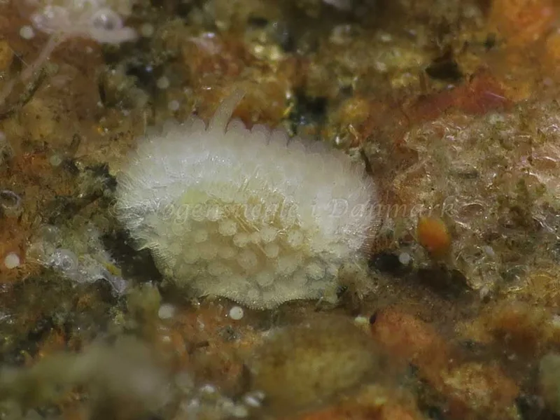 Onchidoris muricata - Ammoniakhavnen - Foto: HP Ølgaard