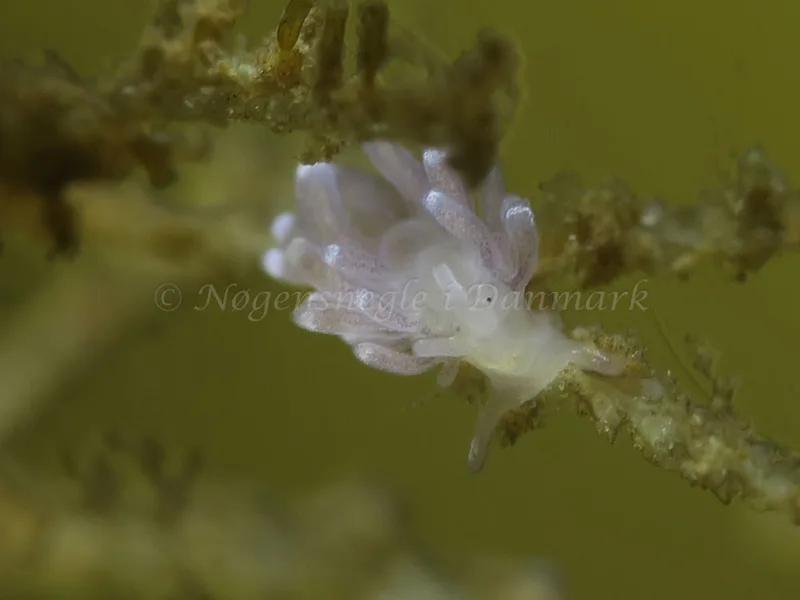 Cuthonella concinna - Ammoniakhavnen - Foto: HP Ølgaard