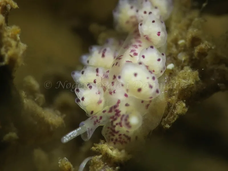 Doto coronata - Ammoniakhavnen - Foto: HP Ølgaard