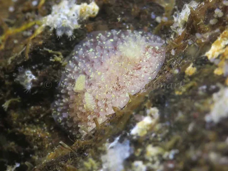 Acanthodoris pilosa - Storebæltsbroen - Foto: HP Ølgaard