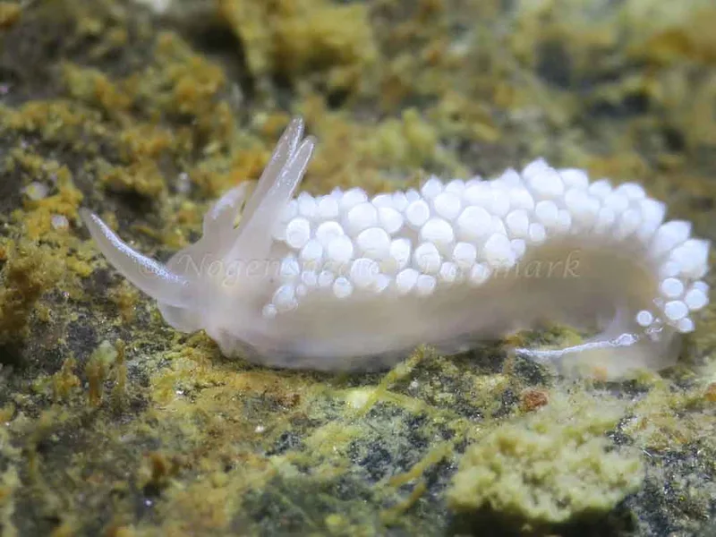 Coryphella verrucosa - Storebæltsbroen - Foto: HP Ølgaard