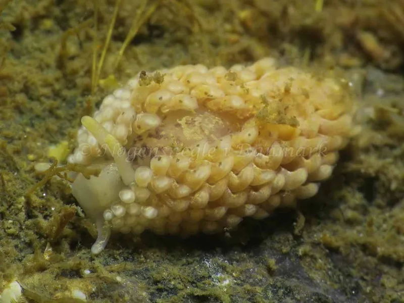 Aeolidia papillosa - Storebæltsbroen - Foto: HP Ølgaard