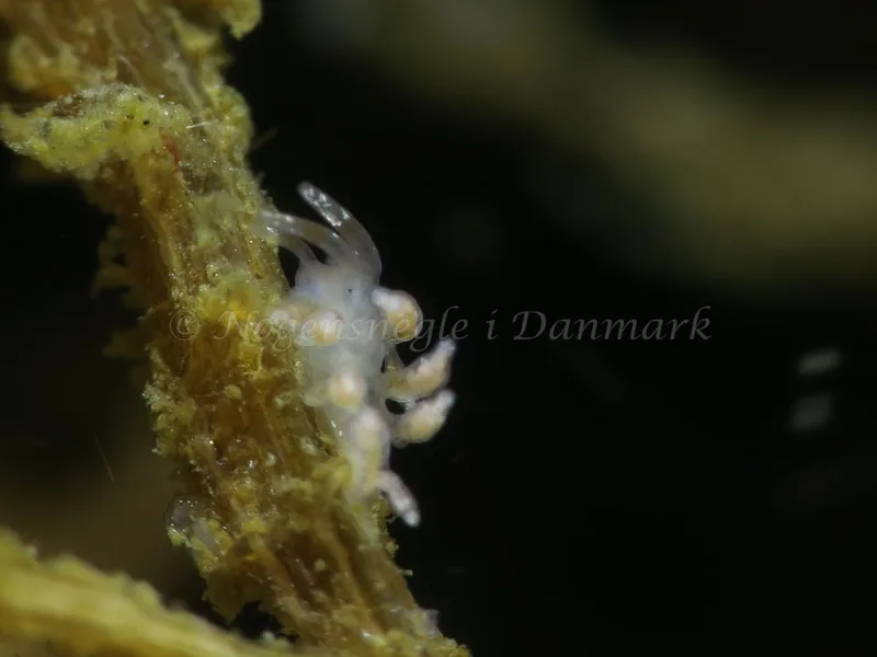 Eubranchus scintillans - Storebæltsbroen - Foto: HP Ølgaard