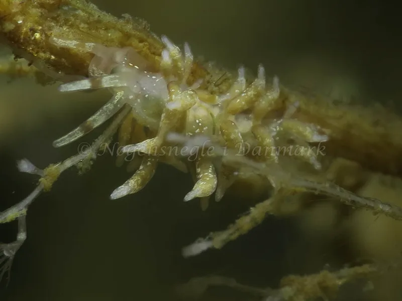 Rubramoena amoena - Storebæltsbroen - Foto: HP Ølgaard